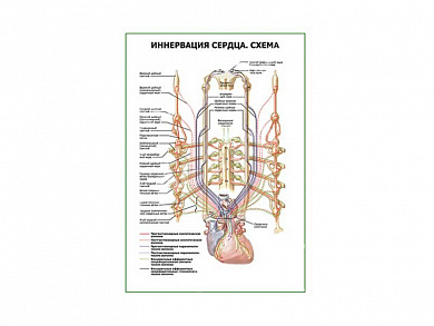Иннервация сердца. Схема плакат глянцевый А1/А2 (глянцевый A2)