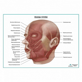 Мышцы головы, плакат глянцевый А1+/А2+ (глянцевый холст от 200 г/кв.м, размер A1+)