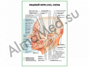 Лицевой нерв (VII) Схема плакат ламинированный А1/А2 (ламинированный	A2)