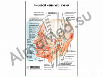 Лицевой нерв (VII) Схема плакат ламинированный А1/А2 (ламинированный	A2)