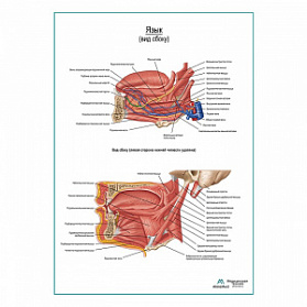 Язык, вид сбоку, плакат глянцевый  А1+/А2+ (глянцевая фотобумага от 200 г/кв.м, размер A1+)
