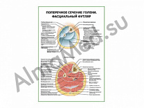 Поперечное сечение голени. Фасциальный футляр плакат ламинированный А1/А2 (ламинированный	A2)