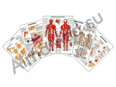 Комплект плакатов для кабинета ревматолога ламинированный А1/А2 (ламинированный	A2)