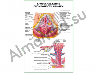 Кровоснабжение промежности и матки плакат ламинированный А1/А2 (ламинированный	A2)