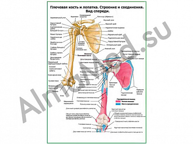 Плечевая кость и лопатка вид спереди плакат ламинированный А1/А2 (ламинированный	A2)