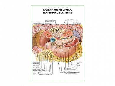 Сальниковая сумка. Поперечное сечение плакат глянцевый  А1/А2 (глянцевый A1)