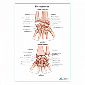 Кости запястья плакат глянцевый А1+/А2+ (глянцевая фотобумага от 200 г/кв.м, размер A2+) Кости запястья плакат глянцевый А1+/А2+ (глянцевая фотобумага от 200 г/кв.м, размер A2+)