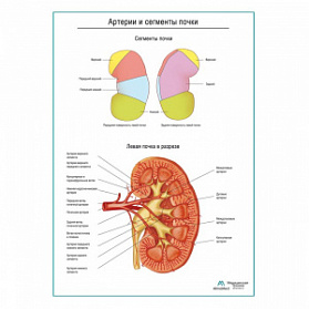 Артерии почки и сегменты плакат глянцевый А1+/А2+ (глянцевый холст от 200 г/кв.м, размер A1+)