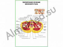 Поперечное сечение женского таза плакат ламинированный А1/А2 (ламинированный	A2)