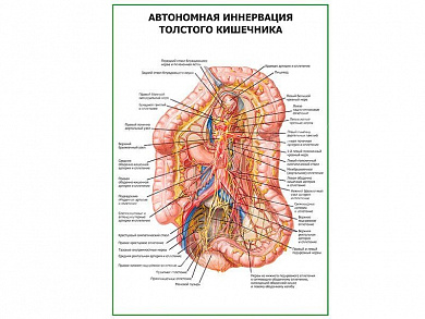 Автономная иннервация толстого кишечника плакат глянцевый А1/А2 (глянцевый A1)