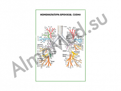 Номенклатура бронхов. Схема плакат глянцевый/ламинированный А1/А2 (глянцевый	A2)