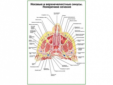 Носовые и верхнечелюстные синусы плакат глянцевый А1/А2 (глянцевый A2)