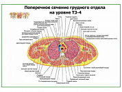 Поперечное сечение грудного отдела на уровне Т4-Т5 плакат глянцевый А1+/А2+ (глянцевый A1)