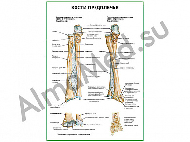 Кости предплечья плакат глянцевый/ламинированный А1/А2 (глянцевый	A2)