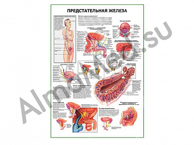 Предстательная железа. Норма и патология, плакат ламинированный А1/А2 (ламинированный	A2)