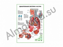Дыхательная система и астма плакат глянцевый/ламинированный А1/А2 (глянцевый	A2)