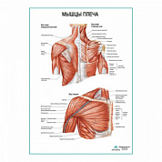 Мышцы плеча плакат глянцевый А1+/А2+ (глянцевая фотобумага от 200 г/кв.м, размер A1+)