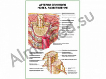Артерии спинного мозга. Разветвление плакат ламинированный А1/А2 (ламинированный	A2)