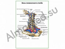 Вены позвоночного столба плакат ламинированный А1/А2 (ламинированный	A2)