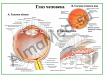 Глаз:строение, камеры,глазное дно, плакат ламинированный А1/А2 (ламинированный	A2)