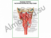 Мышцы глотки. Частичное вскрытие плакат ламинированный А1/А2 (ламинированный	A2)