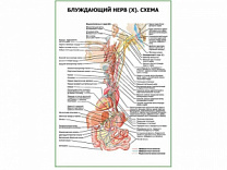 Блуждающий нерв (X). Схема плакат глянцевый А1/А2 (глянцевый A2)