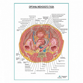 Внутренние органы женского таза плакат глянцевый А1+/А2+ (глянцевый холст от 200 г/кв.м, размер A1+)