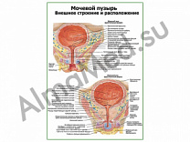 Мочевой пузырь, строение и расположение плакат ламинированный А1/А2 (ламинированный	A2)