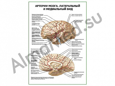 Артерии мозга. Латеральный и медиальный вид плакат ламинированный А1/А2 (ламинированный	A2)