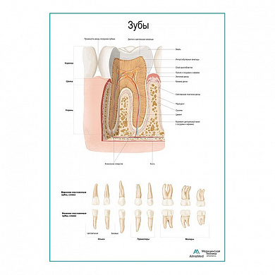 Зуб, строение, виды плакат глянцевый А1+/А2+ (глянцевый холст от 200 г/кв.м, размер A1+)