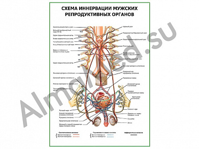 Схема иннервации мужских репродуктивных органов плакат ламинированный А1/А2 (ламинированный	A2)