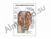Нервы задней брюшной стенки плакат ламинированный А1/А2 (ламинированный	A2)