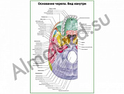 Основание черепа, вид изнутри плакат глянцевый/ламинированный А1/А2 (глянцевый	A2)