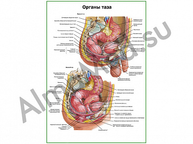 Органы таза плакат ламинированный А1/А2 (ламинированный	A2)