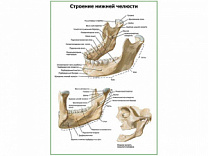 Строение нижней челюсти плакат глянцевый А1+/А2+ (глянцевая фотобумага от 200 г/кв.м, размер A1+)