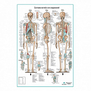 Система костей и их соединений ( скелет человека ), плакат глянцевый/ламинированный А1/А2 (глянцевый	A2)