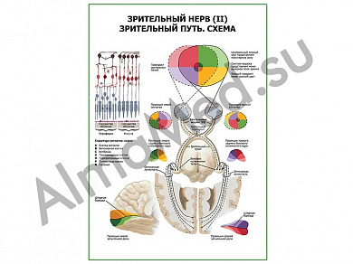 Зрительный нерв (II) Зрительный путь. Схема плакат глянцевый/ламинированный А1/А2 (глянцевый	A2)