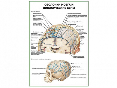 Оболочки мозга и диплоические вены плакат глянцевый А1/А2 (глянцевый A1)