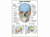 Череп человека: вид спереди, сбоку, в разрезе, плакат глянцевый А1/А2 (глянцевый A2)