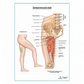 Запирательный нерв плакат глянцевый А1+/А2+ (матовый холст от 200 г/кв.м, размер A1+)