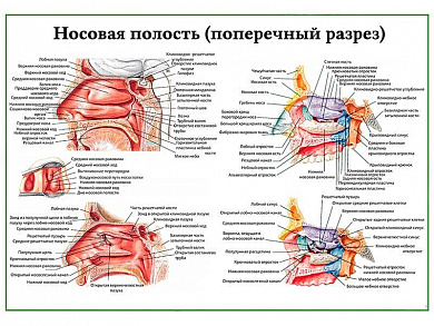 Носовая полость поперечный разрез, плакат глянцевый/ламинированный А1/А2 (глянцевый	A2)