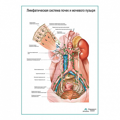 Лимфатическая система почек и мочевого пузыря плакат глянцевый А1+/А2+ (глянцевая фотобумага от 200 г/кв.м, размер A2+)