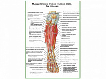 Мышцы голени и стопы глубокий слой, вид спереди плакат глянцевый А1/А2 (глянцевый A1)