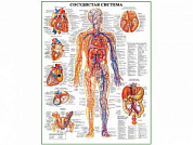 Сосудистая система человека, плакат глянцевый А1/А2 (глянцевый A1)