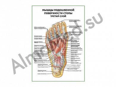 Мышцы подошвенной поверхности стопы (третий слой) плакат глянцевый/ламинированный А1/А2 (глянцевый	A2)