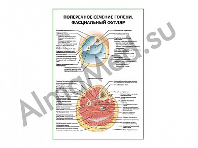 Поперечное сечение голени. Фасциальный футляр плакат ламинированный А1/А2 (ламинированный	A2)