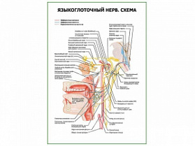 Языкоглоточный нерв. Схема плакат глянцевый А1/А2 (глянцевый A1)