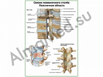Связки позвоночного столба, позвоночная область плакат ламинированный А1/А2 (ламинированный	A2)