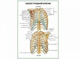 Кости грудной клетки плакат глянцевый А1+/А2+ (глянцевая фотобумага от 200 г/кв.м, размер A1+)