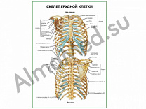 Скелет грудной клетки плакат ламинированный А1/А2 (ламинированный	A2)